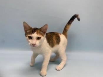 Sushi -  Domestic Short Hair Cat for Adoption in Golden Valley, Minnesota - Sushi | PetCurious