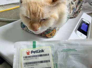Alpha -  Domestic Long Hair Cat for Adoption in Lincoln, California - Alpha | PetCurious