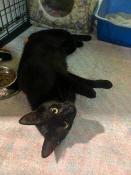 Winnie -  Domestic Short Hair Cat for Adoption in Kell, Illinois - Winnie | PetCurious