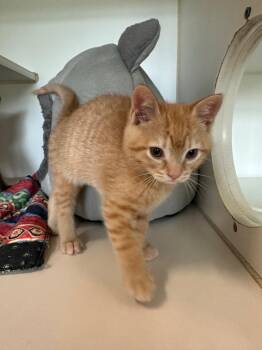 Domestic Short Hair Cats Available for Adoption in Newberg, Oregon - Rizzo | PetCurious