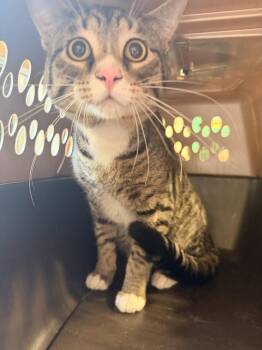 Domestic Short Hair Cats Available for Adoption in Topeka, Kansas - **Cat Cafe** Casper | PetCurious