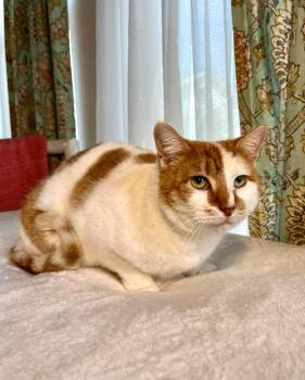 American Shorthair Cats Available for Adoption in Gulfport, Mississippi - Waffles | PetCurious