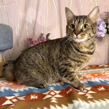 Meeka -  Domestic Short Hair Cat for Adoption in Long Beach, Mississippi - Meeka | PetCurious