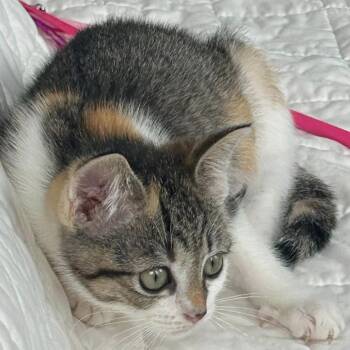 Crayon -  Domestic Short Hair Cat for Adoption in Harrisonburg, Virginia - Crayon | PetCurious