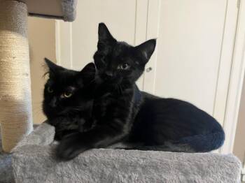 Ambrose -  Domestic Short Hair Cat for Adoption in Portland, Oregon - Ambrose | PetCurious