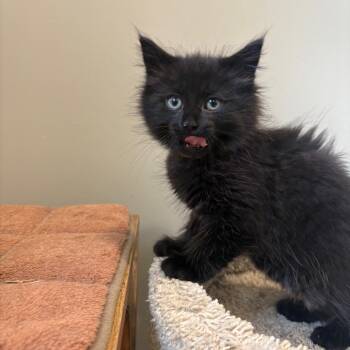 Booty (pink collar) -  Domestic Medium Hair Cat for Adoption in Puslinch, Ontario - Booty (pink Collar) | PetCurious