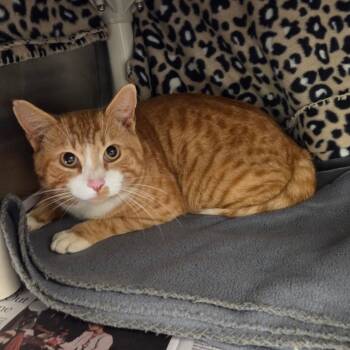 Domestic Short Hair Cats Available for Adoption - Gil-galad | PetCurious