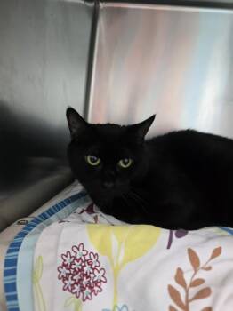 Domestic Short Hair Cats Available for Adoption in Evansville, Indiana - Kittie Nyx | PetCurious