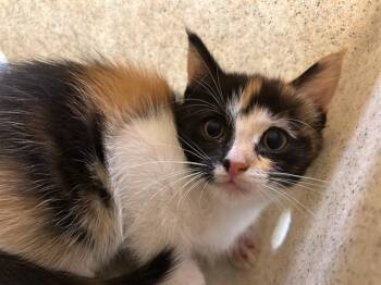CATALINA -  Domestic Short Hair Cat for Adoption in Riverside, California - CATALINA | PetCurious