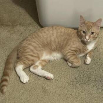 Lucky -  Domestic Short Hair Cat for Adoption in Liverpool, Texas - Lucky | PetCurious