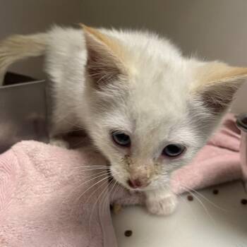 Domestic Short Hair Cats Available for Adoption in Harrisonburg, Virginia - 70776 | PetCurious