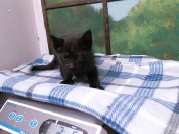 Domestic Short Hair Cats Available for Adoption in Houston, Texas - A2074739 | PetCurious