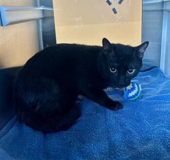 Rescue Domestic Short Hair Cats for Adoption in Pearland, Texas - VAMP | PetCurious