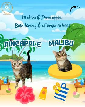 Domestic Medium Hair Cats Available for Adoption in Watauga, Texas - Malibu & Pineapple | PetCurious