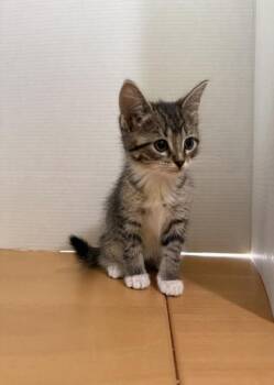 Domestic Short Hair Cats Available for Adoption in Morton Grove, Illinois - Fern | PetCurious