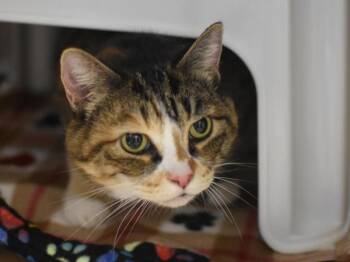 Domestic Short Hair Cats Available for Adoption in Portland, Oregon - Artemus | PetCurious