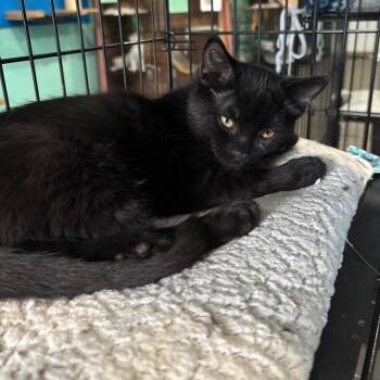 Narwhal -  Domestic Short Hair Cat for Adoption in Marion, Virginia - Narwhal | PetCurious