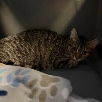 Butter Bean -  Domestic Short Hair Cat for Adoption - Butter Bean | PetCurious