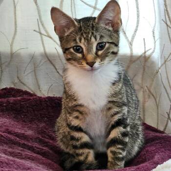 Perry -  Domestic Short Hair Cat for Adoption in Newport News, Virginia - Perry | PetCurious