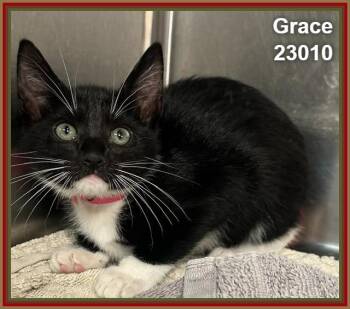 GRACE (see littermates) -  Domestic Short Hair Cat for Adoption in Marietta, Georgia - GRACE (see Littermates) | PetCurious