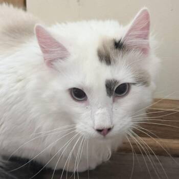 Snowy -  Domestic Long Hair Cat Available for Adoption in Plainfield, Illinois - Snowy | PetCurious