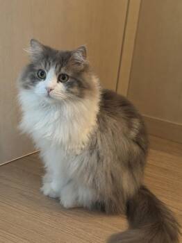 Pandy -  Persian Cat for Adoption in Snow Hill, Maryland - Pandy | PetCurious