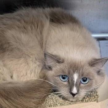 Lindsey -  Ragdoll Cat for Adoption in Philadelphia, Pennsylvania - Lindsey | PetCurious