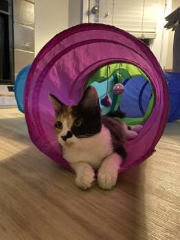 Rescue Domestic Medium Hair and Calico Cats for Adoption in Dallas, Texas - Alma | PetCurious