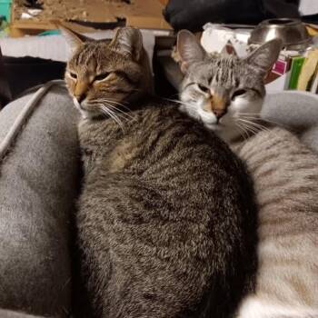 Rescue Domestic Short Hair Cats for Adoption in Benicia, California - Minnie [Garden, Shop, Office Or Warehouse Cat] | PetCurious
