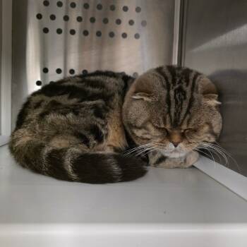 Rescue Scottish Fold Cats for Adoption in Spokane, Washington - Tigerbalm | PetCurious