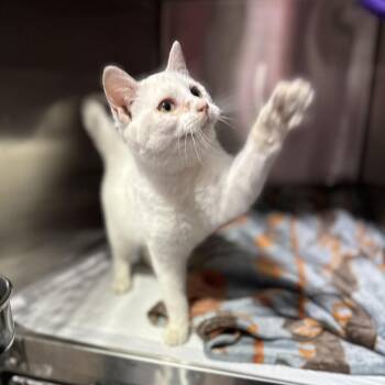 Domestic Short Hair Cats Available for Adoption - Ranch | PetCurious