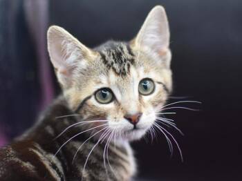 Snap Pea -  Domestic Short Hair Cat for Adoption in Portland, Oregon - Snap Pea | PetCurious