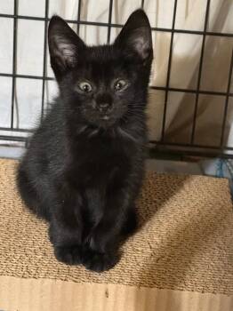 Rescue Domestic Short Hair Cats for Adoption in Pomona, New York - Yoko | PetCurious