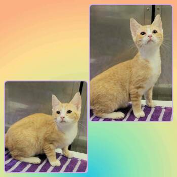 AUTUMN -  Domestic Short Hair Cat for Adoption in Buckhannon, West Virginia - AUTUMN | PetCurious