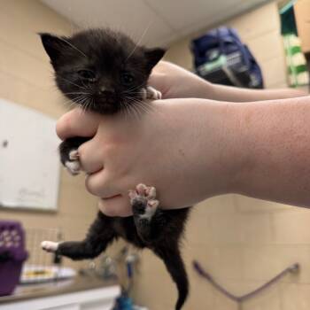 Rescue Domestic Short Hair Cats for Adoption in Troy, Virginia - Alfie | PetCurious