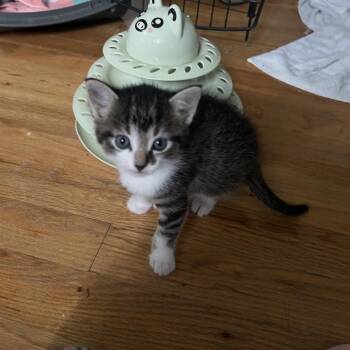 Sol -  Domestic Short Hair and Tabby Cat for Adoption in Rochester Hills, Michigan - Sol | PetCurious