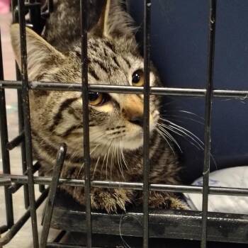 Bernadette (Barn Cat) -  American Shorthair Cat for Adoption in Coos Bay, Oregon - Bernadette (Barn Cat) | PetCurious
