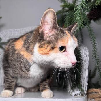 Domestic Short Hair Cats Available for Adoption - Wookit  55871 | PetCurious