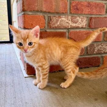Sunny D -  Domestic Short Hair Cat for Adoption in Candler, North Carolina - Sunny D | PetCurious