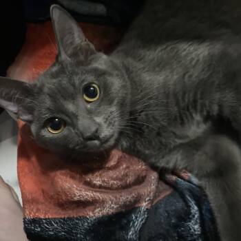 Rescue Domestic Short Hair Cats for Adoption in Los Angeles, California - Valentina | PetCurious