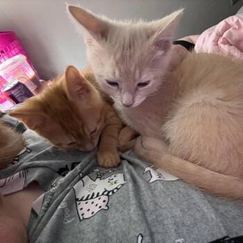 Domestic Short Hair Cats Available for Adoption in Jarrettsville, Maryland - Meenie | PetCurious