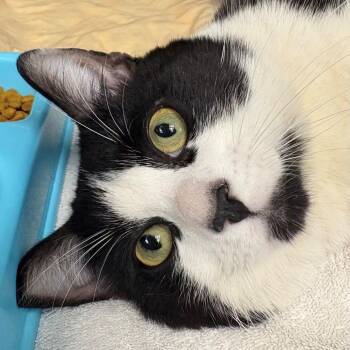 Domestic Short Hair Cats Available for Adoption - Nigel | PetCurious