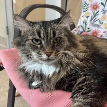 Domestic Long Hair Cats Available for Adoption in Temecula, California - Missy Lou | PetCurious