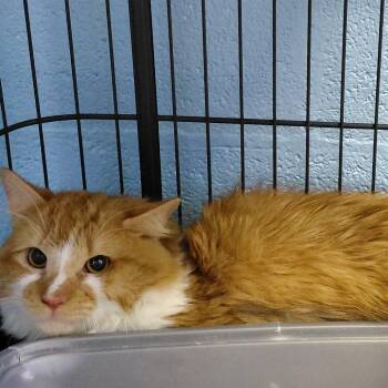 Apricot -  Domestic Medium Hair Cat for Adoption in Harrisonburg, Virginia - Apricot | PetCurious