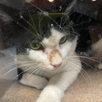 Maple -  Domestic Short Hair Cat for Adoption in Pasadena, California - Maple | PetCurious