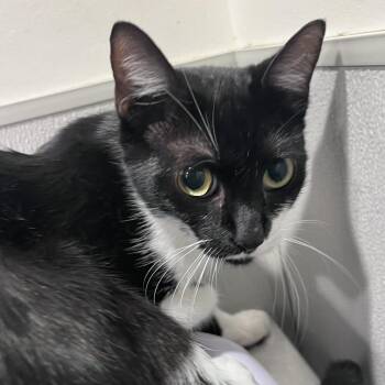 Pan-Pan -  Domestic Short Hair Cat for Adoption in Tampa, Florida - Pan-Pan | PetCurious