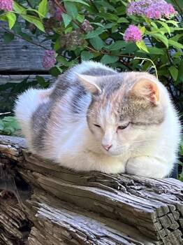 Daisy -  Domestic Short Hair Cat for Adoption in Heber City, Utah - Daisy | PetCurious