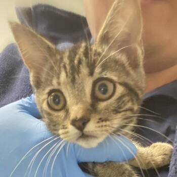 72167 -  Domestic Short Hair Cat for Adoption in Harrisonburg, Virginia - 72167 | PetCurious