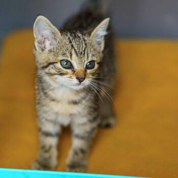 Tabby and American Shorthair Cats Available for Adoption in Lampasas, Texas - Dixie Cup | PetCurious