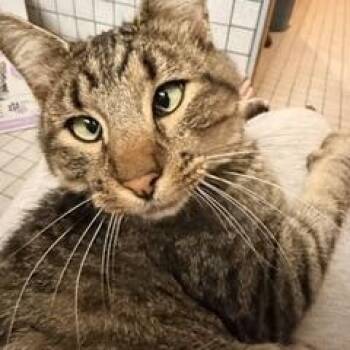 Whitter -  Tabby Cat for Adoption in Albuquerque, New Mexico - Whitter | PetCurious